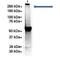 Spectrin Alpha, Non-Erythrocytic 1 antibody, NBP1-53093, Novus Biologicals, Immunoprecipitation image 