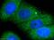Telomere Maintenance 2 antibody, 15975-1-AP, Proteintech Group, Immunofluorescence image 