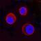 Signal Transducer And Activator Of Transcription 5A antibody, MAB2174, R&D Systems, Immunofluorescence image 