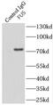 FUS RNA Binding Protein antibody, FNab03243, FineTest, Immunoprecipitation image 
