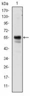 RUNX Family Transcription Factor 1 antibody, LS-C171580, Lifespan Biosciences, Western Blot image 