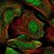 Zinc Finger CCCH-Type Containing 4 antibody, NBP1-88474, Novus Biologicals, Immunofluorescence image 