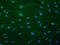 Nucleoporin 85 antibody, AF5976, R&D Systems, Immunofluorescence image 