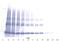 Aminoacyl TRNA Synthetase Complex Interacting Multifunctional Protein 1 antibody, GTX12442, GeneTex, Western Blot image 