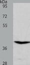 Sphingosine-1-Phosphate Receptor 4 antibody, TA321597, Origene, Western Blot image 