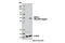 NK2 Homeobox 2 antibody, 12310S, Cell Signaling Technology, Western Blot image 