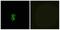Olfactory Receptor Family 6 Subfamily B Member 2 antibody, A17574, Boster Biological Technology, Western Blot image 