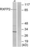 Relaxin Family Peptide Receptor 2 antibody, LS-C120948, Lifespan Biosciences, Western Blot image 