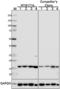 H2A Histone Family Member X antibody, 600201, BioLegend, Immunofluorescence image 