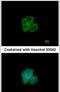 Glyceraldehyde-3-Phosphate Dehydrogenase, Spermatogenic antibody, PA5-34847, Invitrogen Antibodies, Immunofluorescence image 