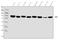 EH Domain Containing 3 antibody, A04576-1, Boster Biological Technology, Western Blot image 