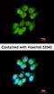 Src Like Adaptor antibody, orb73618, Biorbyt, Immunofluorescence image 