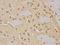 Cell Division Cycle 25C antibody, orb48318, Biorbyt, Immunohistochemistry paraffin image 