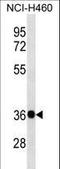 G Protein Subunit Beta 4 antibody, LS-C159747, Lifespan Biosciences, Western Blot image 