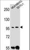 Protocadherin 1 antibody, LS-C163412, Lifespan Biosciences, Western Blot image 