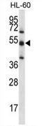 Target of EGR1 protein 1 antibody, AP54328PU-N, Origene, Western Blot image 