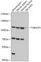 Tubulin Gamma Complex Associated Protein 3 antibody, 19-362, ProSci, Western Blot image 