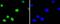 Activating Transcription Factor 2 antibody, P00916-3, Boster Biological Technology, Immunofluorescence image 
