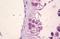 Ephrin A5 antibody, orb95617, Biorbyt, Immunohistochemistry paraffin image 