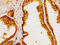 Golgi Phosphoprotein 3 antibody, CSB-PA872494LA01HU, Cusabio, Immunohistochemistry frozen image 