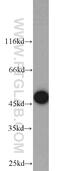 Testin LIM Domain Protein antibody, 10258-1-AP, Proteintech Group, Western Blot image 