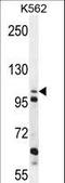 Zinc Finger GRF-Type Containing 1 antibody, LS-C168135, Lifespan Biosciences, Western Blot image 