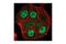 Proteasome activator complex subunit 3 antibody, 2412S, Cell Signaling Technology, Immunofluorescence image 