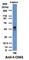 CD63 Molecule antibody, NBP2-44808, Novus Biologicals, Western Blot image 