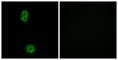 KIAA0100 antibody, abx013606, Abbexa, Western Blot image 