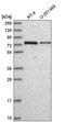 G Protein Nucleolar 1 (Putative) antibody, PA5-65622, Invitrogen Antibodies, Western Blot image 