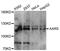 Alanyl-TRNA Synthetase antibody, A11846, ABclonal Technology, Western Blot image 