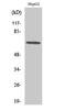 DExD-Box Helicase 52 antibody, PA5-50947, Invitrogen Antibodies, Western Blot image 