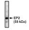 Prostaglandin E Receptor 2 antibody, orb108836, Biorbyt, Western Blot image 