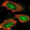 DCRR1 antibody, NBP2-55316, Novus Biologicals, Immunofluorescence image 