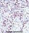 NCK Adaptor Protein 1 antibody, abx027563, Abbexa, Immunohistochemistry frozen image 