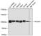 Histone H2A deubiquitinase MYSM1 antibody, A06500-1, Boster Biological Technology, Western Blot image 