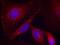 P21 (RAC1) Activated Kinase 1 antibody, GTX50211, GeneTex, Immunofluorescence image 