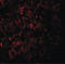 Vam6/Vps39-like protein antibody, LS-B7035, Lifespan Biosciences, Immunofluorescence image 