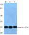 Calcium Voltage-Gated Channel Auxiliary Subunit Gamma 1 antibody, PA5-36973, Invitrogen Antibodies, Western Blot image 