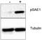 SUMO-activating enzyme subunit 1 antibody, AP09416PU-S, Origene, Western Blot image 