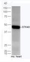 Serine/Threonine Kinase 40 antibody, orb101780, Biorbyt, Western Blot image 