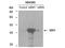 Indoleamine 2,3-Dioxygenase 1 antibody, M01705, Boster Biological Technology, Western Blot image 