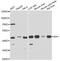 Isocitrate Dehydrogenase (NADP(+)) 1, Cytosolic antibody, LS-C748306, Lifespan Biosciences, Western Blot image 