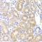 Pancreatic Lipase antibody, orb247411, Biorbyt, Immunohistochemistry paraffin image 
