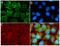 S100 Calcium Binding Protein B antibody, 710363, Invitrogen Antibodies, Immunofluorescence image 