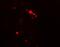 Rubicon Autophagy Regulator antibody, NBP2-81999, Novus Biologicals, Immunocytochemistry image 