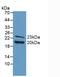 Fibroblast Growth Factor 2 antibody, abx129732, Abbexa, Western Blot image 