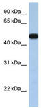 Solute carrier family 25 member 46 antibody, TA333536, Origene, Western Blot image 