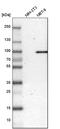 Prolyl 3-Hydroxylase 2 antibody, PA5-52480, Invitrogen Antibodies, Western Blot image 