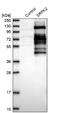 SRSF Protein Kinase 2 antibody, NBP1-87048, Novus Biologicals, Western Blot image 